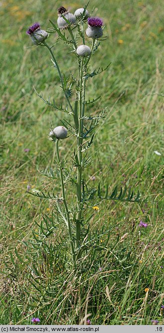 Cirsium eriophorum (ostrożeń głowacz)