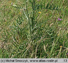 Cirsium eriophorum (ostrożeń głowacz)