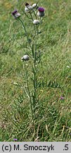 Cirsium eriophorum (ostrożeń głowacz)