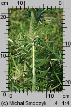 Cirsium eriophorum (ostrożeń głowacz)