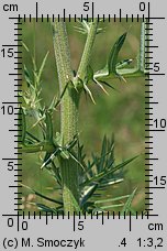 Cirsium eriophorum (ostrożeń głowacz)