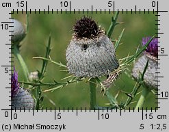 Cirsium eriophorum (ostrożeń głowacz)