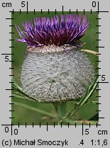 Cirsium eriophorum (ostrożeń głowacz)