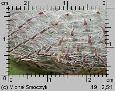 Cirsium eriophorum (ostrożeń głowacz)