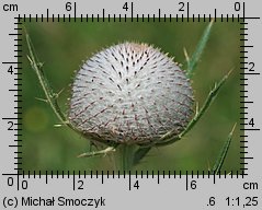 Cirsium eriophorum (ostrożeń głowacz)