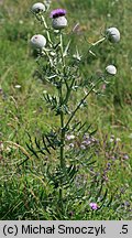 Cirsium eriophorum (ostrożeń głowacz)