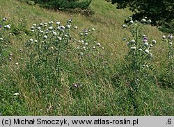 Cirsium eriophorum (ostrożeń głowacz)