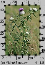 Cirsium eriophorum (ostrożeń głowacz)