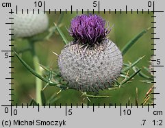 Cirsium eriophorum (ostrożeń głowacz)