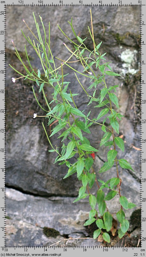 Epilobium ciliatum ssp. ciliatum (wierzbownica gruczołowata)