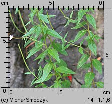 Epilobium ciliatum ssp. ciliatum (wierzbownica gruczołowata)