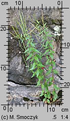 Epilobium ciliatum ssp. ciliatum (wierzbownica gruczołowata)