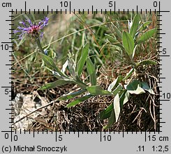 Centaurea triumfettii (chaber barwny)