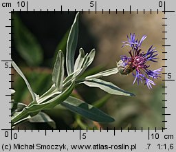 Centaurea triumfettii (chaber barwny)