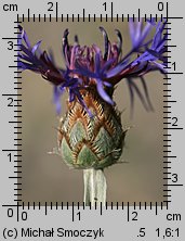 Centaurea triumfettii (chaber barwny)