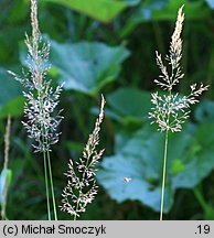 Calamagrostis varia (trzcinnik pstry)