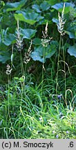 Calamagrostis varia (trzcinnik pstry)