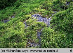 Calamagrostis varia (trzcinnik pstry)