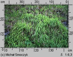 Calamagrostis varia (trzcinnik pstry)