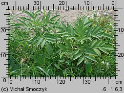 Sambucus ebulus (bez hebd)