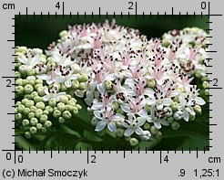 Sambucus ebulus (bez hebd)