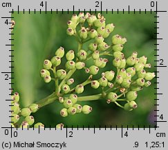 Sambucus ebulus (bez hebd)