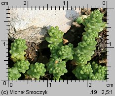 Sedum acre var. calcigenum (rozchodnik ostry odmiana wapienna)