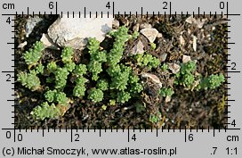 Sedum acre var. calcigenum (rozchodnik ostry odmiana wapienna)