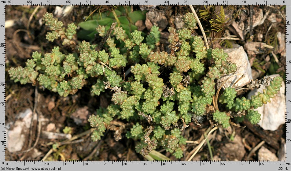 Sedum acre var. calcigenum (rozchodnik ostry odmiana wapienna)