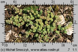 Sedum acre var. calcigenum (rozchodnik ostry odmiana wapienna)