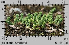 Sedum acre var. calcigenum (rozchodnik ostry odmiana wapienna)