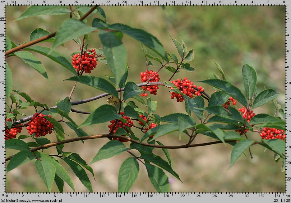 Sambucus racemosa (bez koralowy)