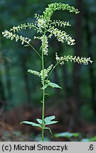 Actaea europaea (pluskwica europejska)