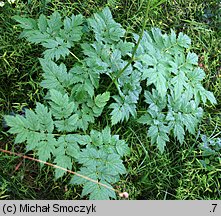 Actaea europaea (pluskwica europejska)