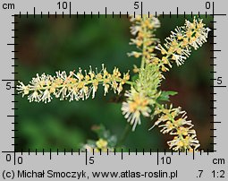 Actaea europaea (pluskwica europejska)