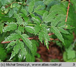 Actaea europaea (pluskwica europejska)