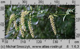 Actaea europaea (pluskwica europejska)