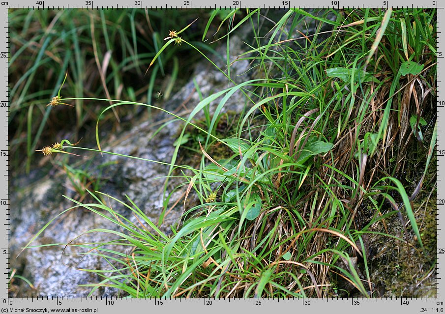 Carex flava (turzyca żółta)