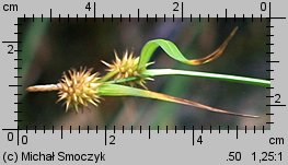 Carex flava (turzyca żółta)