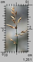 Poa compressa (wiechlina spłaszczona)