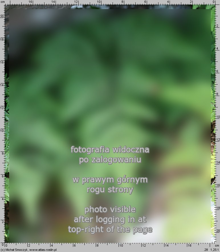 Gymnocarpium robertianum (cienistka Roberta)