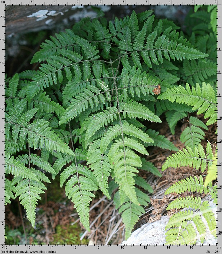 Gymnocarpium robertianum (cienistka Roberta)