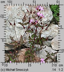 Geranium robertianum (bodziszek cuchnący)