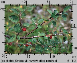 Cotoneaster integerrimus (irga pospolita)