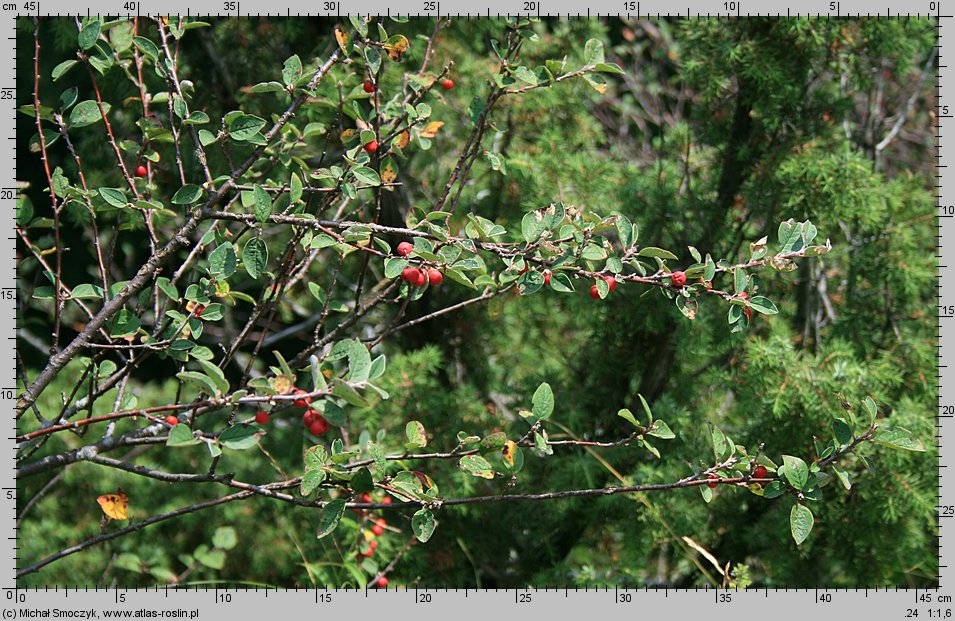 Cotoneaster integerrimus (irga pospolita)