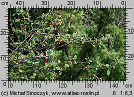 Cotoneaster integerrimus (irga pospolita)