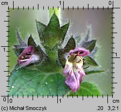 Stachys alpina (czyściec górski)