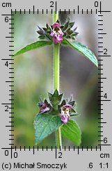 Stachys alpina (czyściec górski)