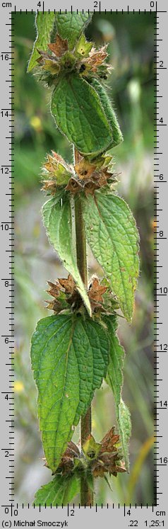 Stachys alpina (czyściec górski)