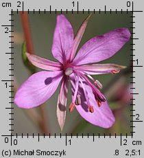 Epilobium dodonaei (wierzbówka nadrzeczna)